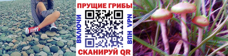 сайты даркнета какой сайт  Таруса  Псилоцибиновые грибы Cubensis 